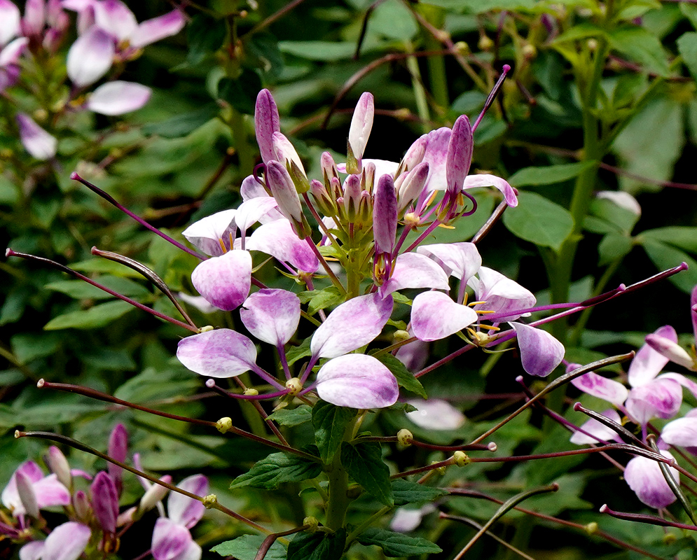 Cleome hassleriana Flower Cluster A blooming cluster of Cleome hassleriana with delicate white and pink petals and long purple stamens emerging from dense green foliage