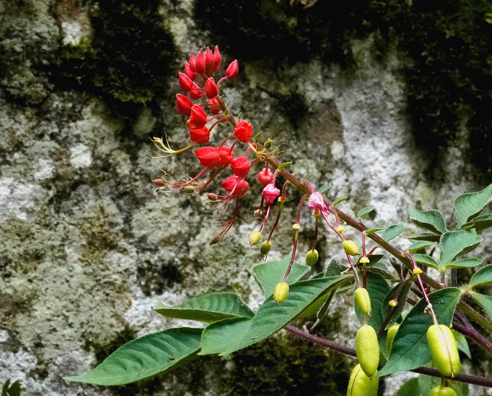Cleome hispidula red flowers and hanging green fruits on an upright leafy stem
