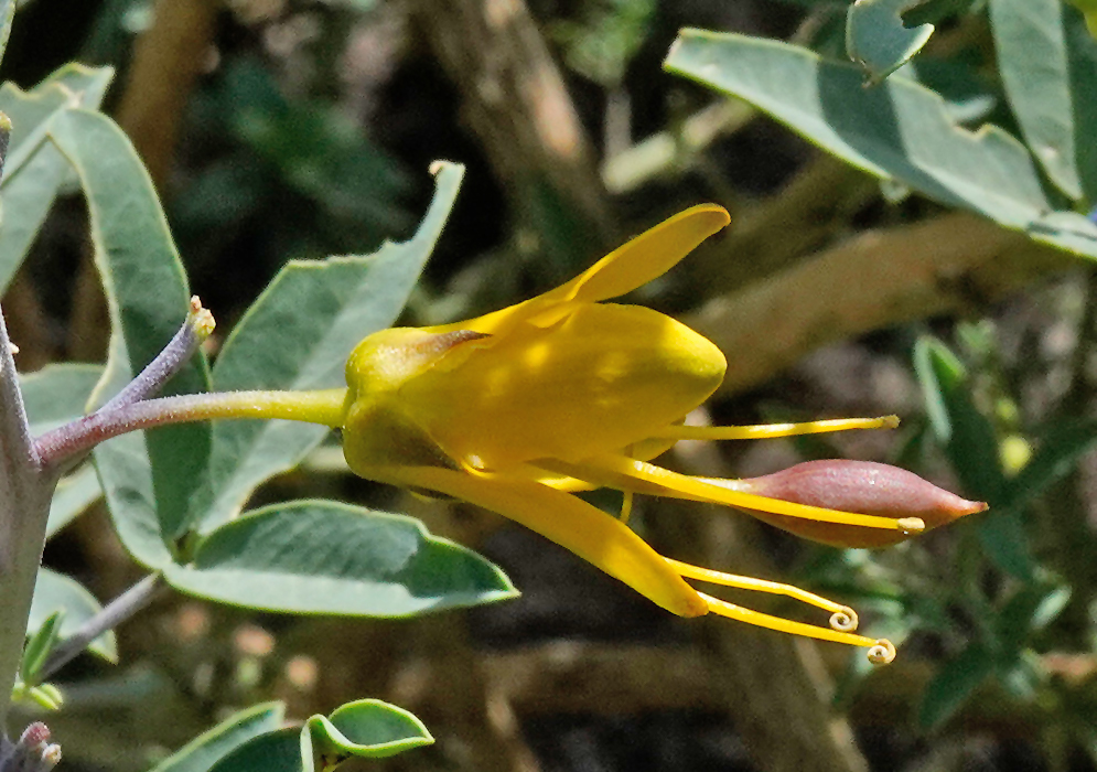 Close-up of Cleomella arborea flower with bright yellow petals and long curved stamens against green foliage