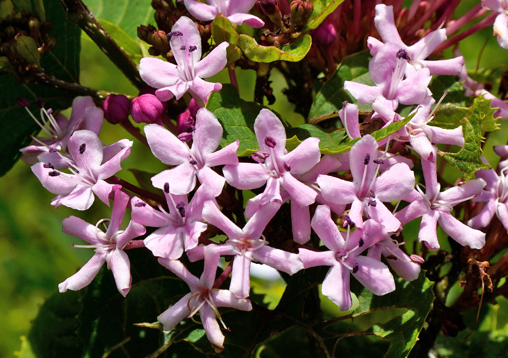 Cluster of Clerodendrum bungei flowers with bright pink petals and purple stamens surrounded by green leaves