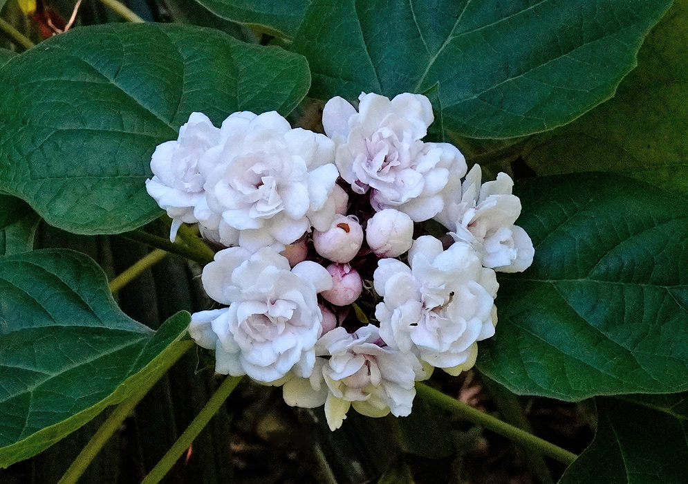 Clerodendrum fragrans White Flowers Cluster of Clerodendrum fragrans flowers with double white petals and light pink buds surrounded by large green leaves