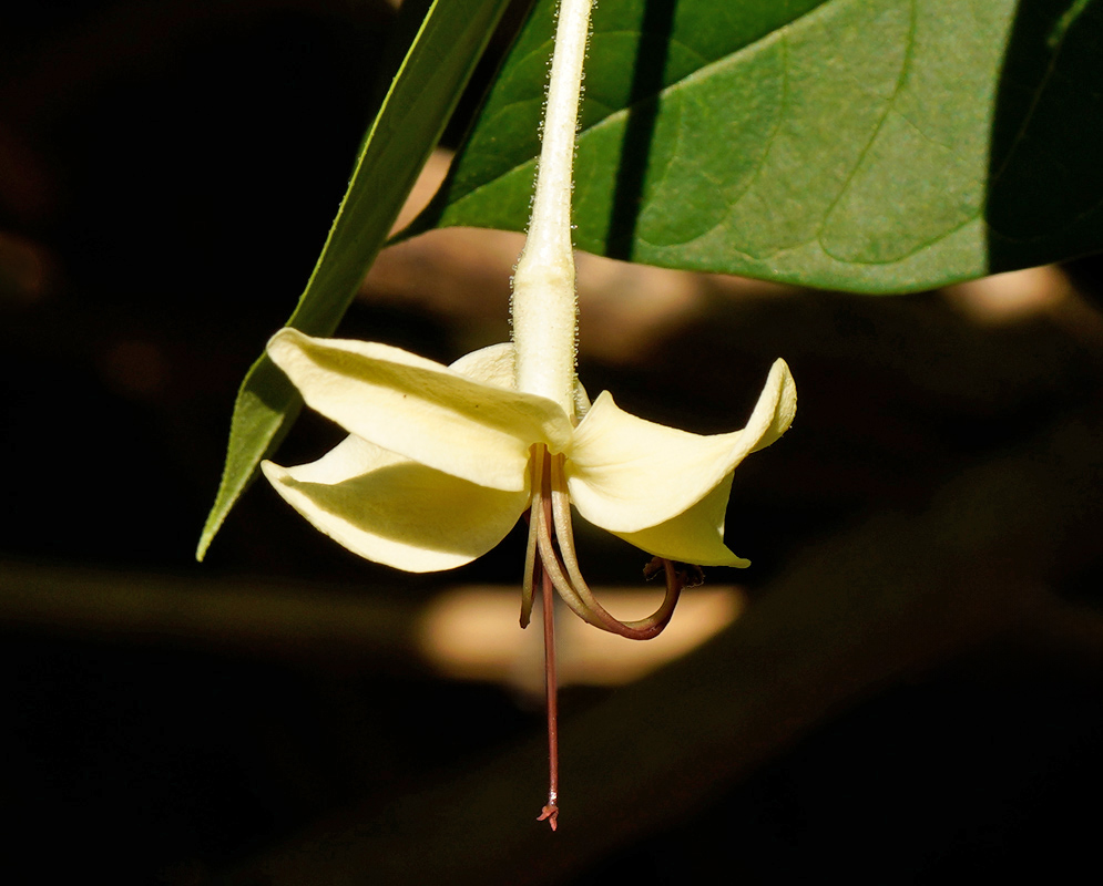 Clerodendrum indicum Yellow Flower Single Clerodendrum indicum flower with pale yellow petals and long protruding red stamens hanging beneath green leaves