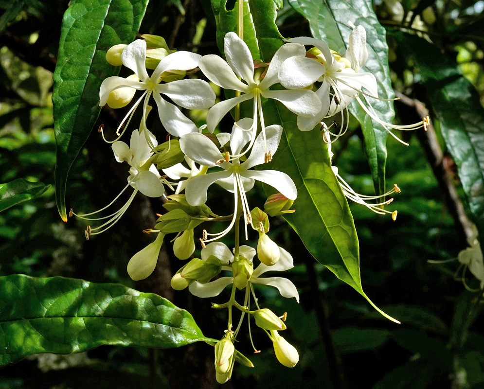 Cluster of Clerodendrum laevifolium flowers with white petals and long slender stamens hanging beneath glossy green leaves