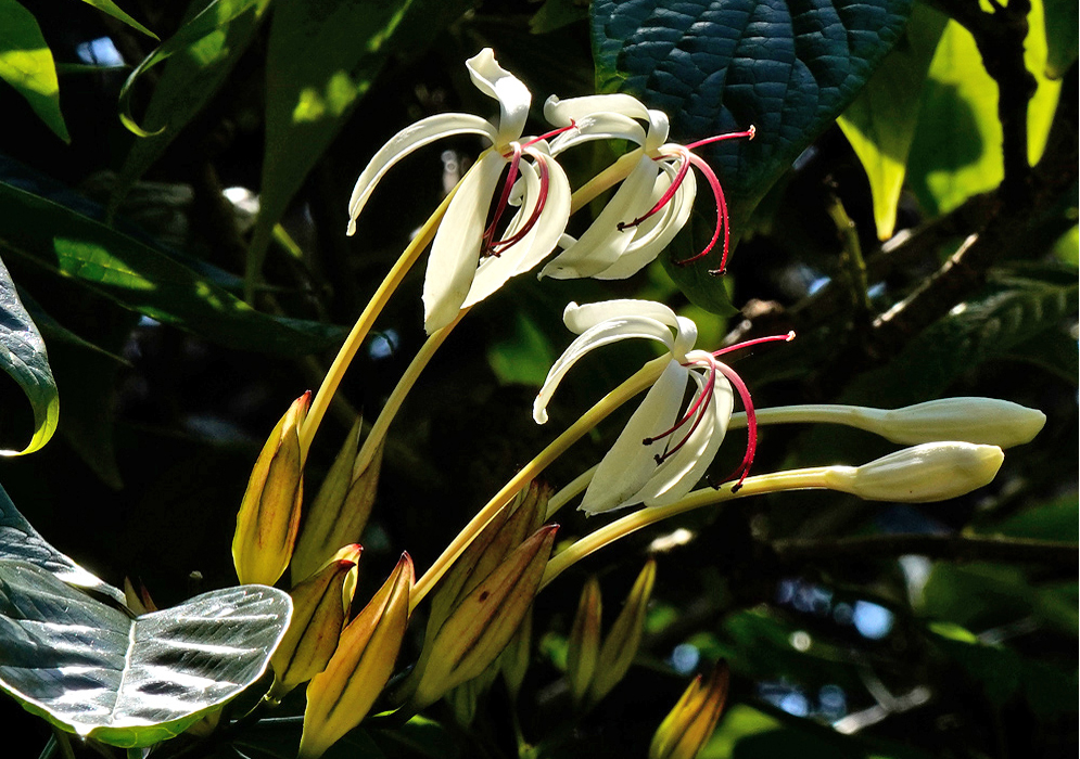 Clerodendrum minahassae flowers with elongated creamy white petals and prominent red stamens emerging from unopened buds