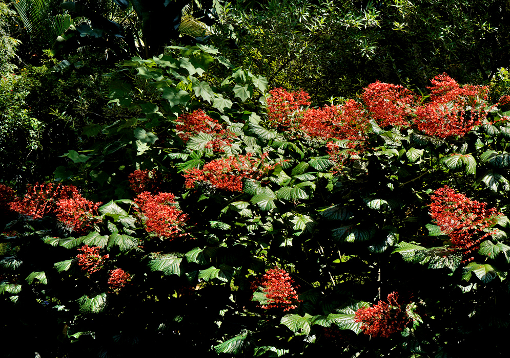 Multiple vibrant clusters of Clerodendrum paniculatum flowers with bright red-orange petals and long stamens, blooming densely on a tropical shrub