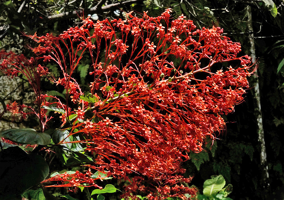 A close-up of the vivid red-orange inflorescence of Clerodendrum paniculatum displaying hundreds of tiny flowers and fine stamens