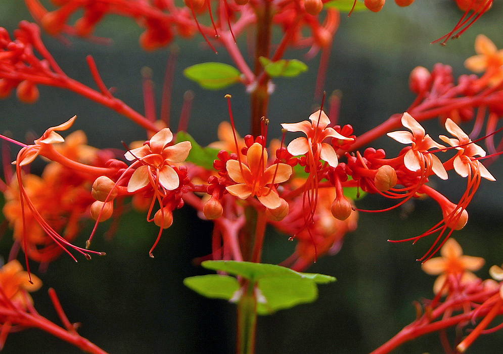 Orange-salmon Clerodendrum paniculatum flowers, flower buds and inflorescence