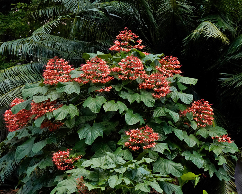 A large tropical shrub of Clerodendrum paniculatum covered with numerous red-orange flower clusters, growing lush under palm trees