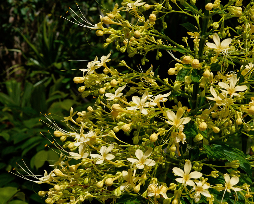 A dense spray of pale yellow Clerodendrum paniculatum flowers with long stamens blooming among tropical foliage