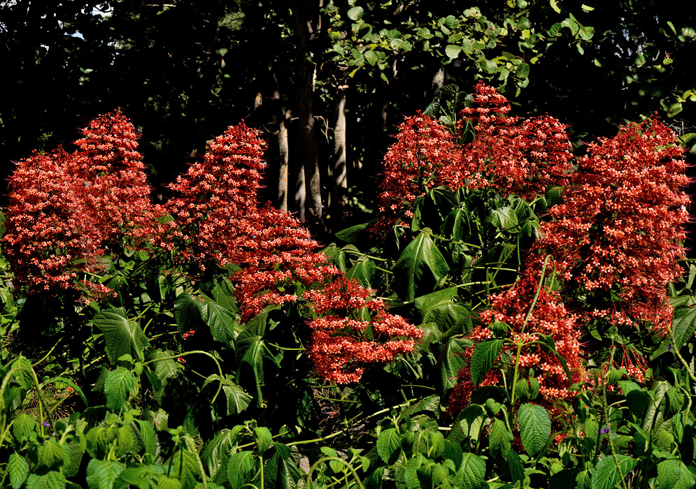 A panoramic view of Clerodendrum paniculatum plants in full bloom with dozens of fiery red-orange flower clusters against dark green leaves
