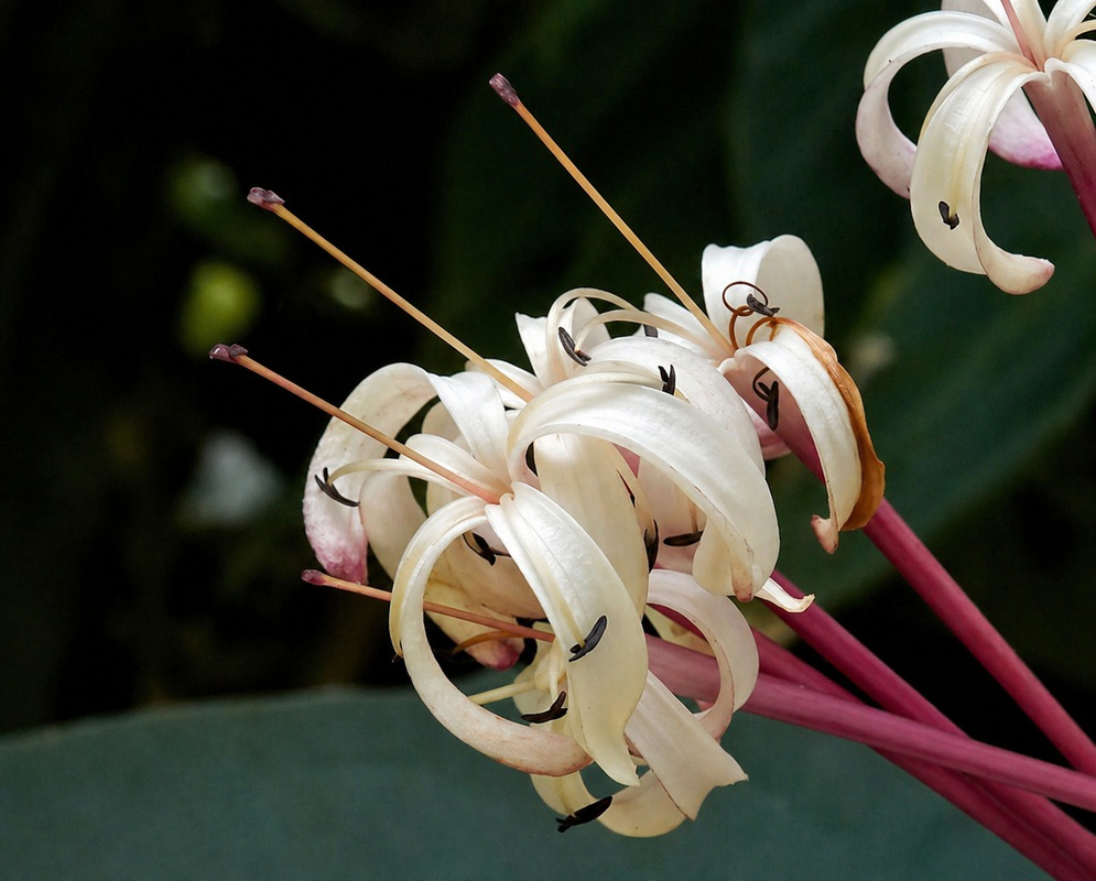 Shooting Star Clerodendrum Flower Cluster Close-up of the delicate white and pink tubular flowers of Clerodendrum quadriloculare, also known as the Shooting Star plant.