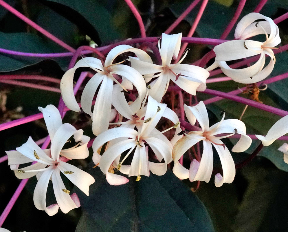 Starburst Blooms of Starfish Clerodendrum Elegant overhead view of white Clerodendrum quadriloculare blossoms radiating from deep pink stems against dark foliage