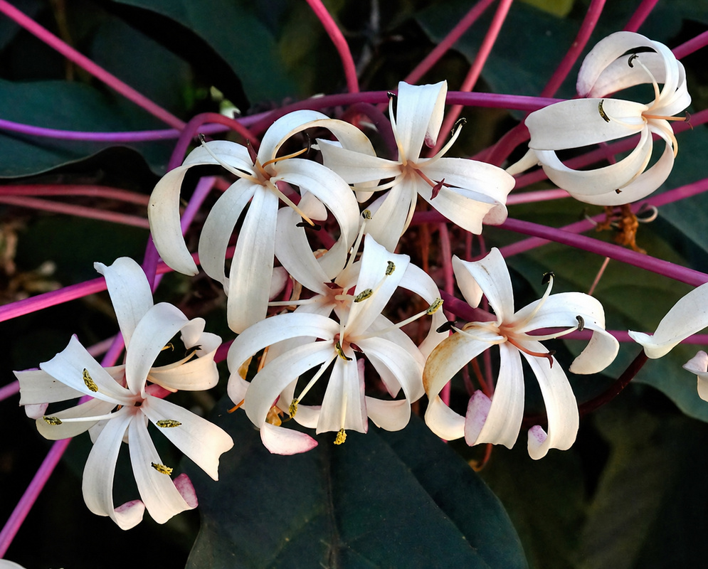 Tropical Starfire Clerodendrum Floral Detail Lush starburst-shaped cluster of white tropical flowers with elongated pink stems, highlighting the unique "starfire" aesthetic