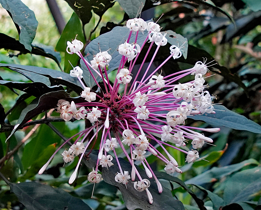 Clerodendrum quadriloculare inflorescence with white flower petals and pink tubes 