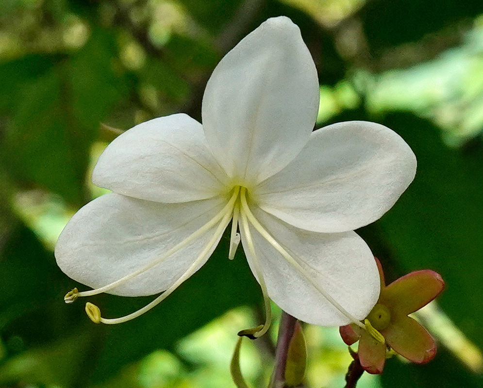 Clerodendrum schmidtii flower with five broad white petals and slender stamens extending outward