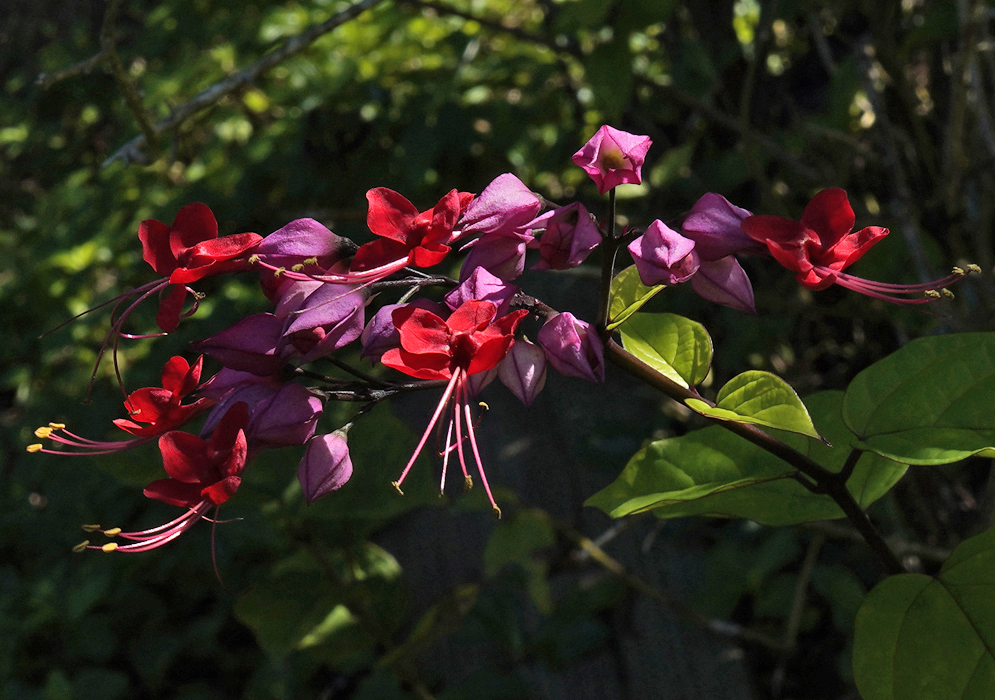 Red Clerodendrum speciosum flowers with pink-lavender bracts