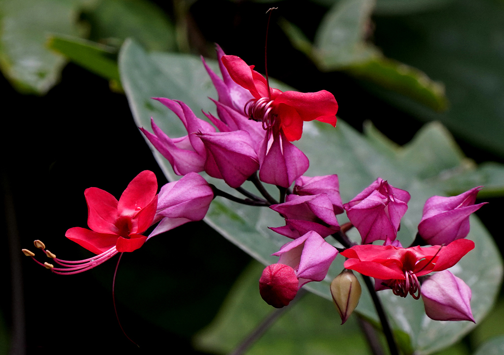 Lavender-pink Clerodendrum x speciosum bracts and orange flowers with white filaments and yellow anthers in sunlight