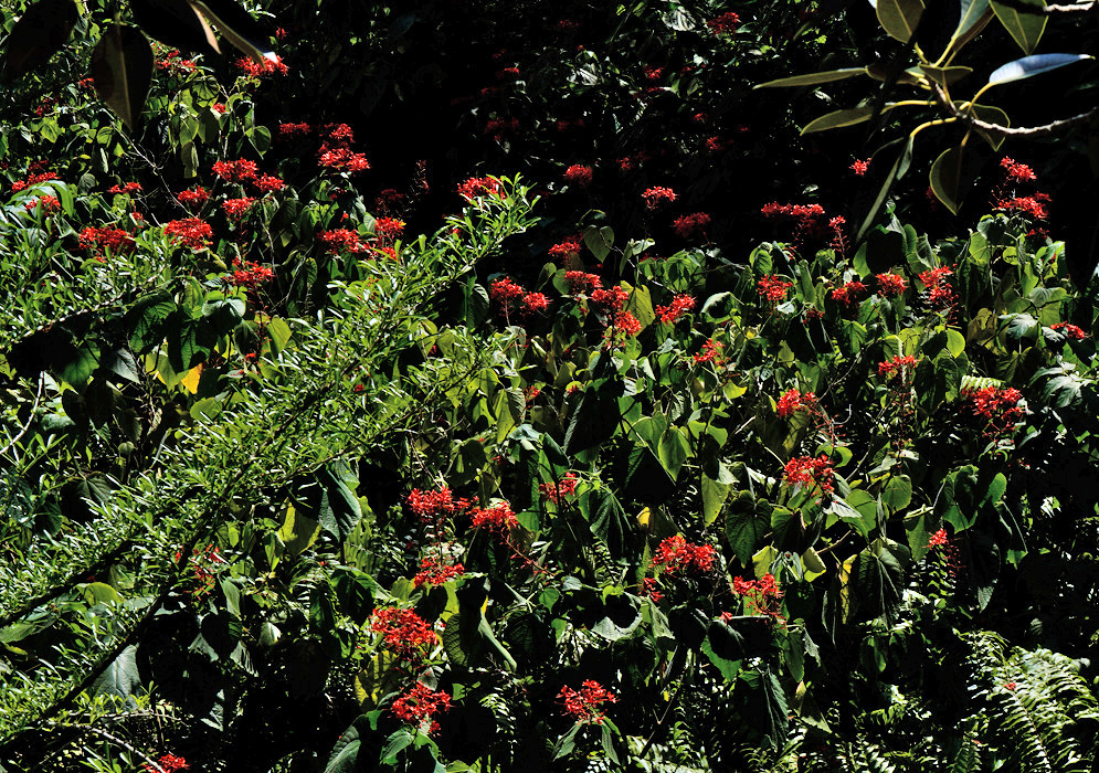 Detailed view of Clerodendrum splendens flower buds and open blooms in rich red-orange tones, highlighted by sunlight against green foliage