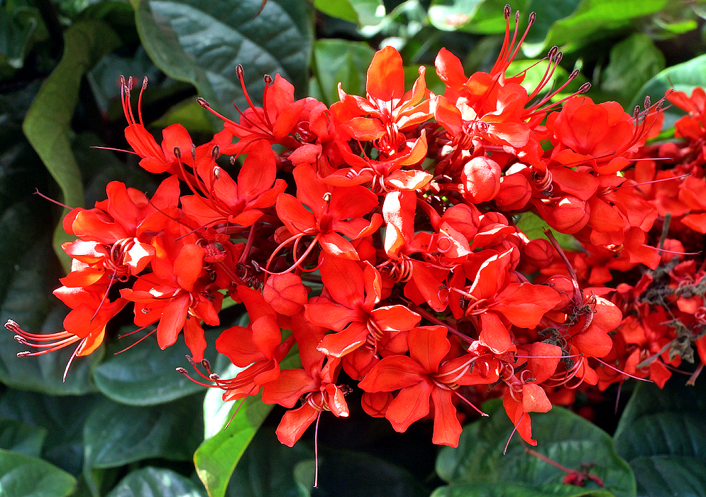A bright red cluster of Clerodendrum splendens flowers