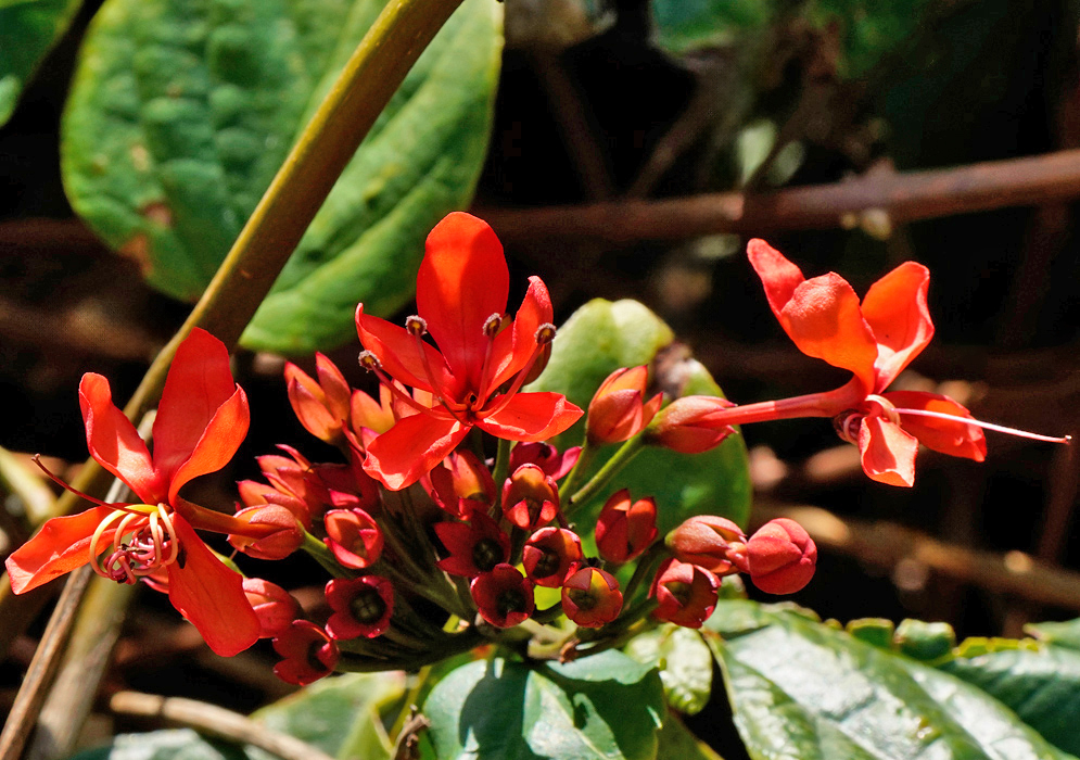 Close-up of Clerodendrum splendens flowers showing vivid scarlet-orange petals with long stamens extending from tightly grouped buds