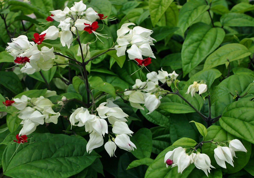 A Clerodendrum thomsoniae inflorescence with red flowers and white bracts