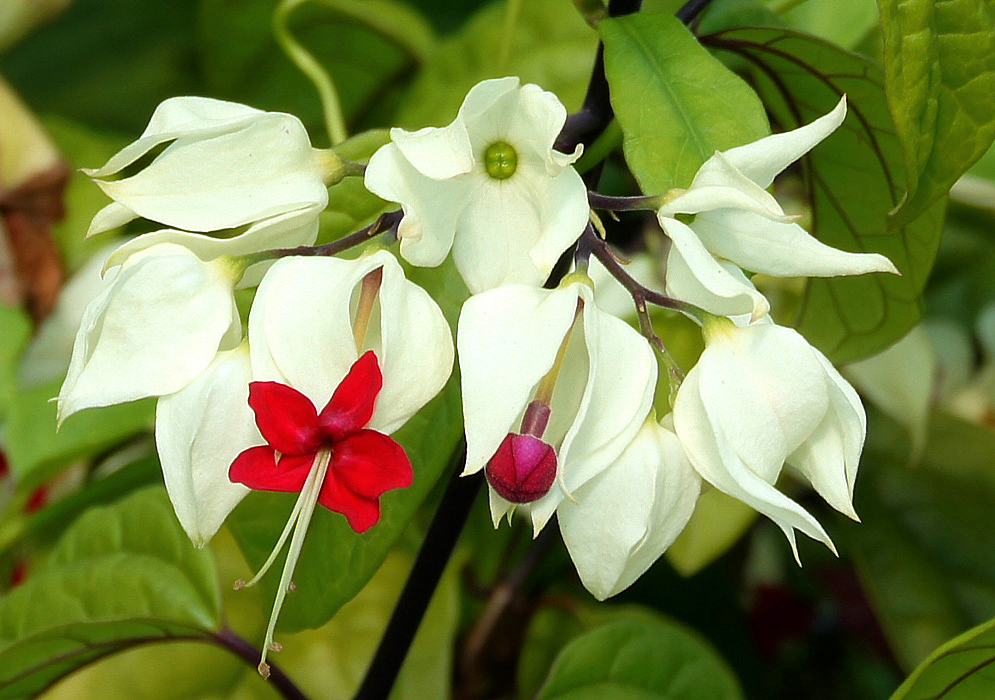 Red Clerodendrum thomsoniae flowers with white bracts and filaments