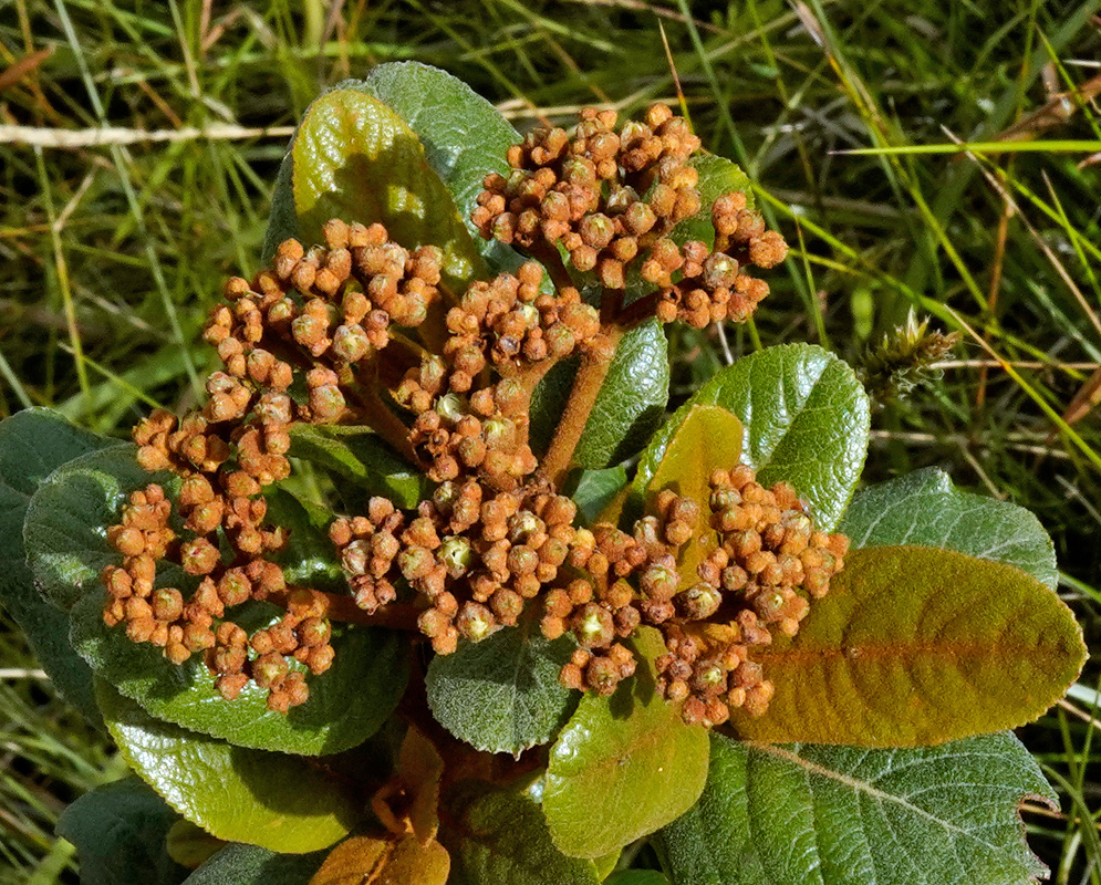 Clethra fimbriata Flower Buds Clethra fimbriata cluster of unopened rusty-brown flower buds with leathery green leaves