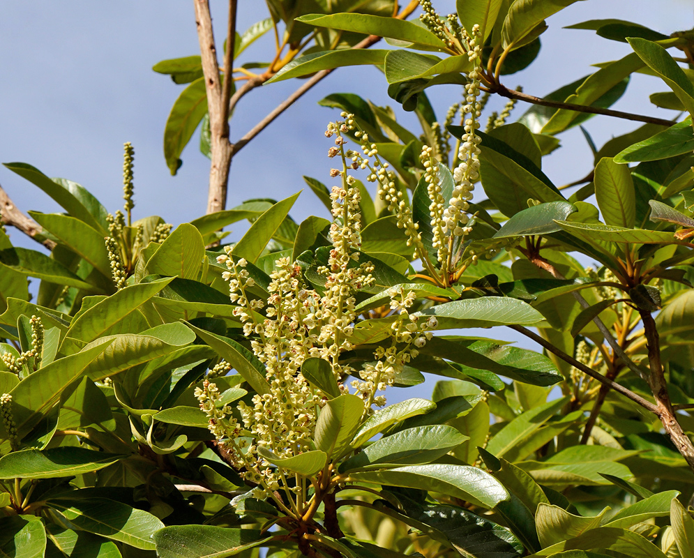 Clethra mexicana branches with glossy green leaves and upright clusters of small white flowers