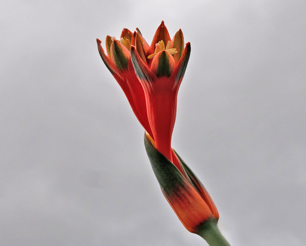 A single Clinanthus incarnatus flower with bright red tubular petals and yellow stamens just beginning to open, rising dramatically against a cloudy grey sky