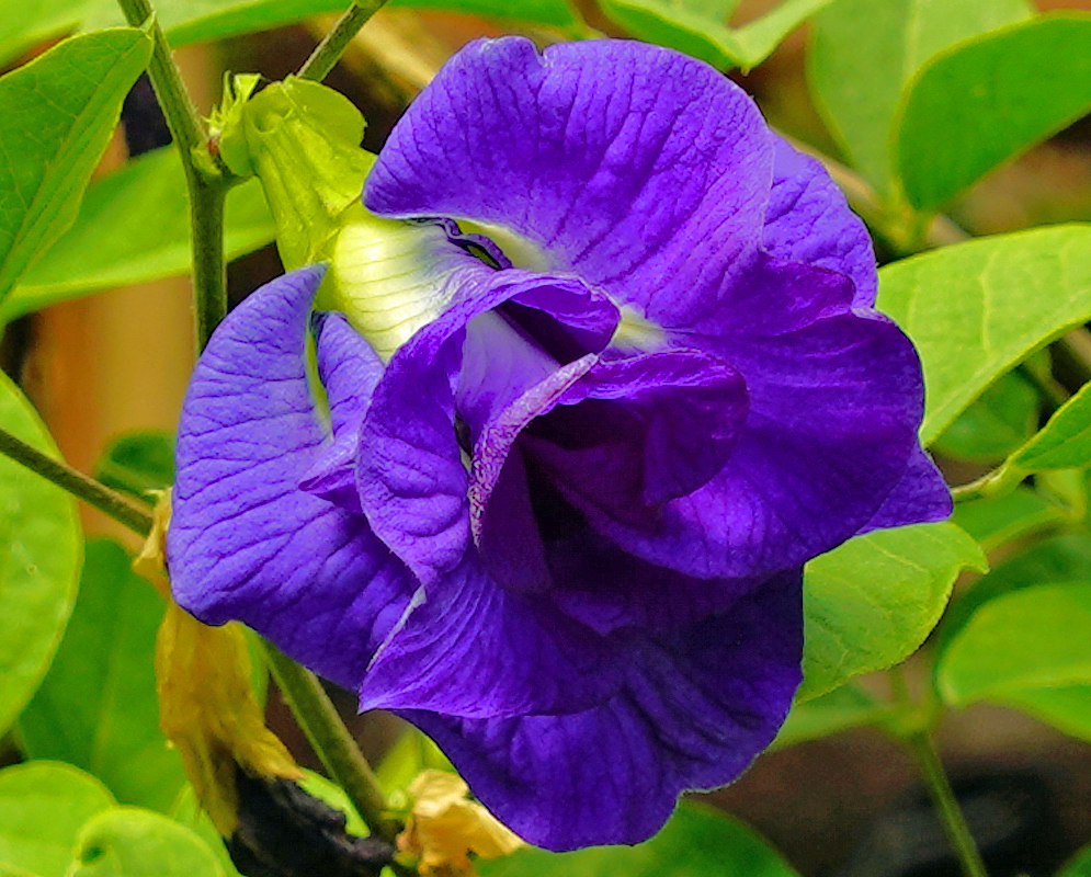 A purple double Clitoria ternatea flower