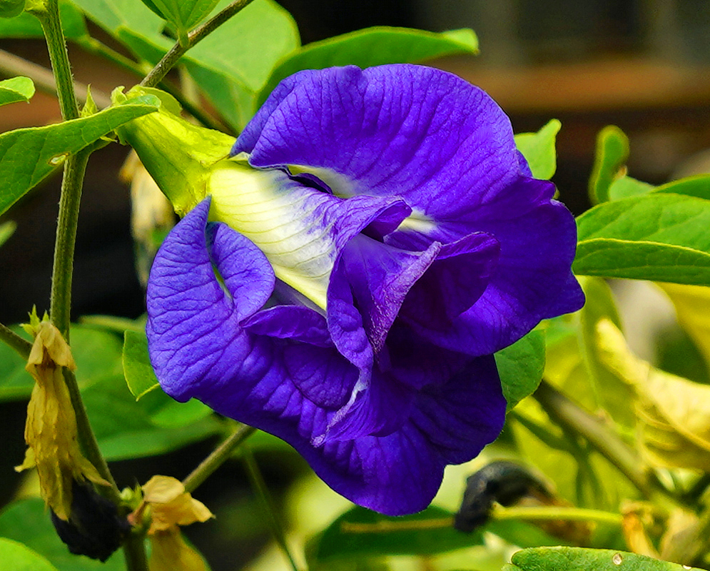 A dark blue double Clitoria ternatea flower