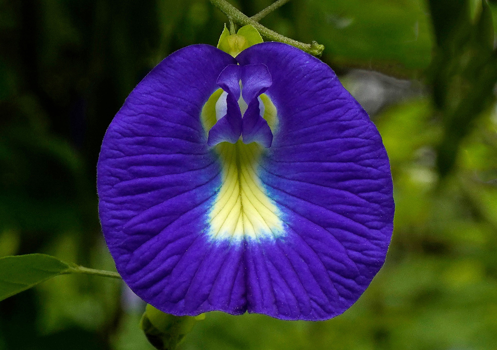 Bright blue Clitoria ternatea flower displaying a strong central yellow-and-white blaze and gently curled petals against a blurred green background
