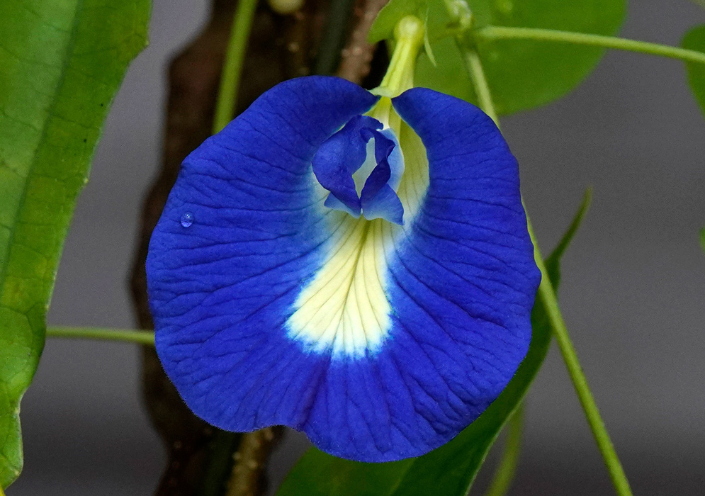 Close-up of a vivid indigo Clitoria ternatea flower with creamy white and light blue markings radiating from its throat, surrounded by soft green leaves