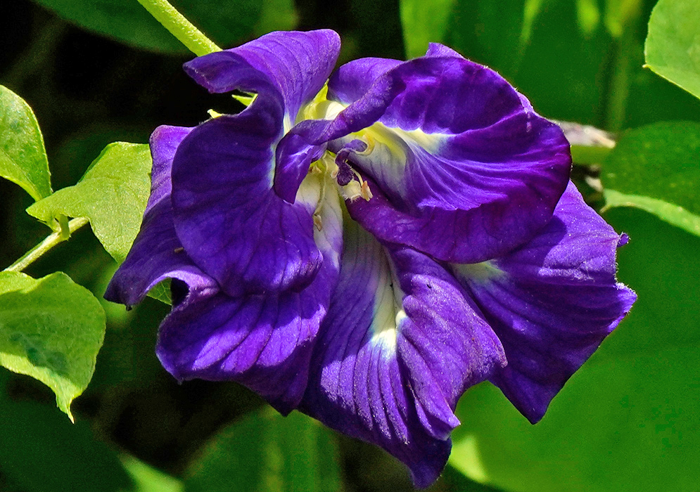 Deep purple double-flowered Clitoria ternatea with overlapping petals and a cream-yellow throat, framed by lush green foliage