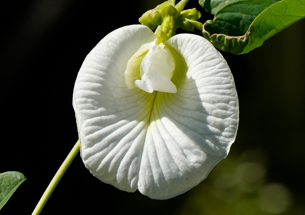 Pure white Clitoria ternatea bloom with a softly ruffled surface and a pale yellow center, standing out against a dark background