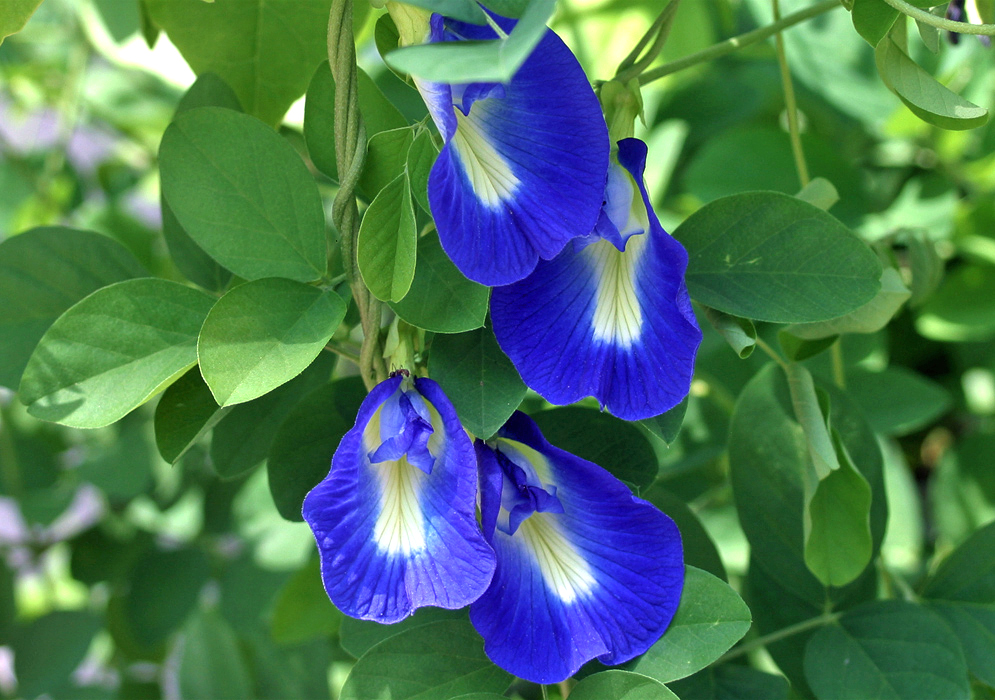 Four blue Clitoria ternatea flowers with white centers in dabbled sunlight