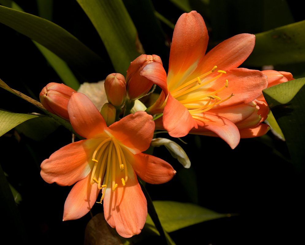 Two upright Clivia miniata flower with different shades of orange and dark yellow stamens