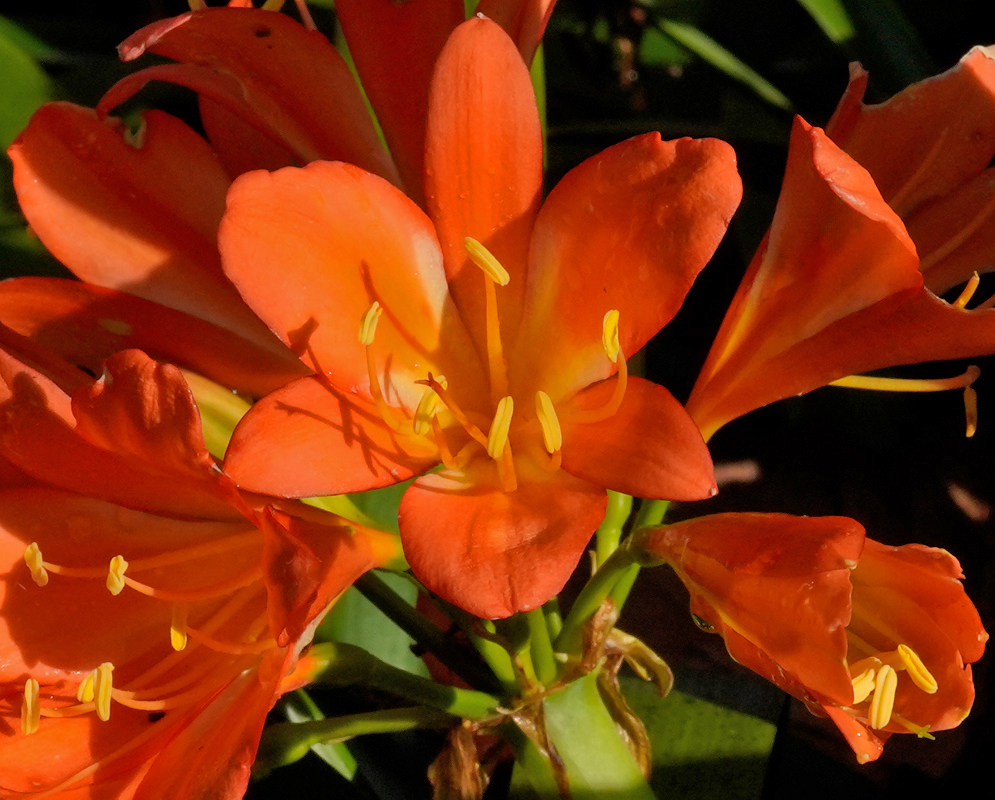 Cluster of vivid orange Clivia miniata flowers with yellow stamens glowing under direct sunlight, revealing their trumpet-like shape and glossy petals