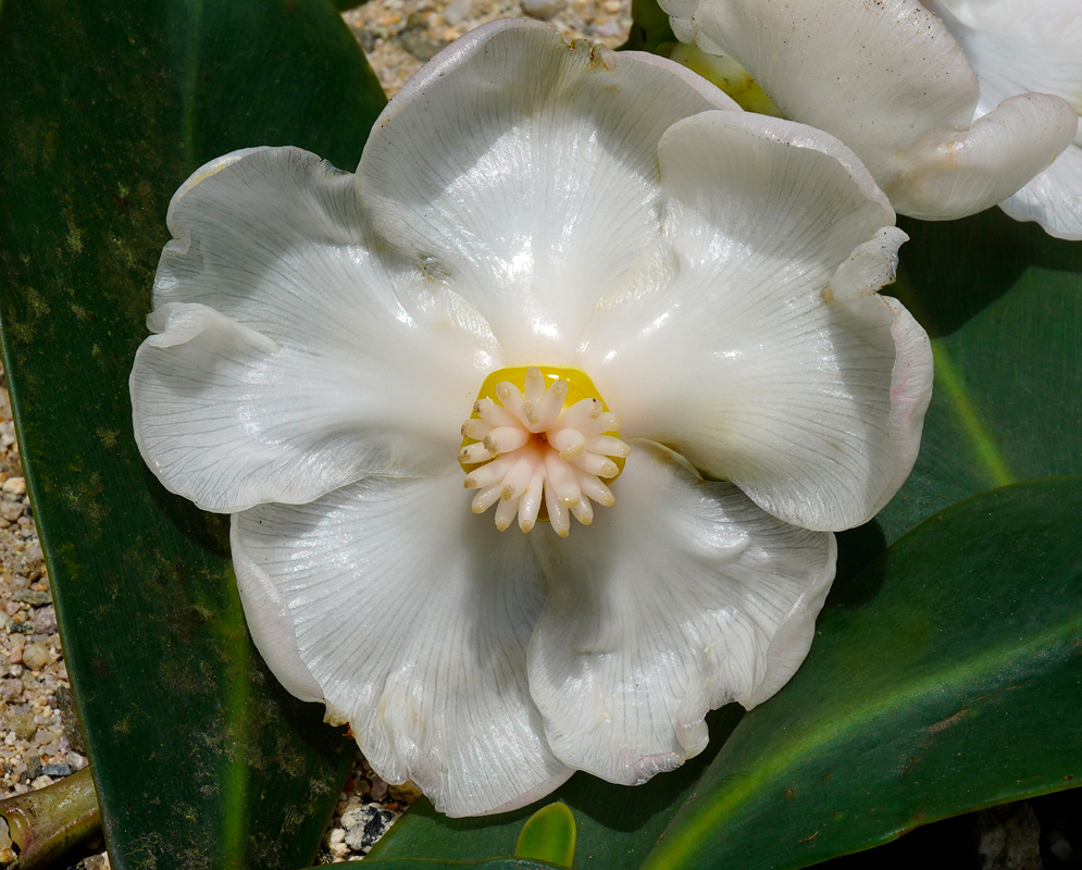 Clusia celiae large white flower with broad rounded petals and a compact cluster of pale stamens at the center