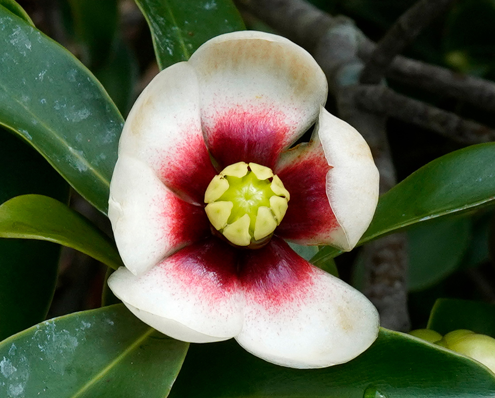 Clusia lanceolata Flower Close-up of a Clusia lanceolata flower with creamy white petals, a deep red center, and a distinctive yellow-green ovary surrounded by glossy green leaves