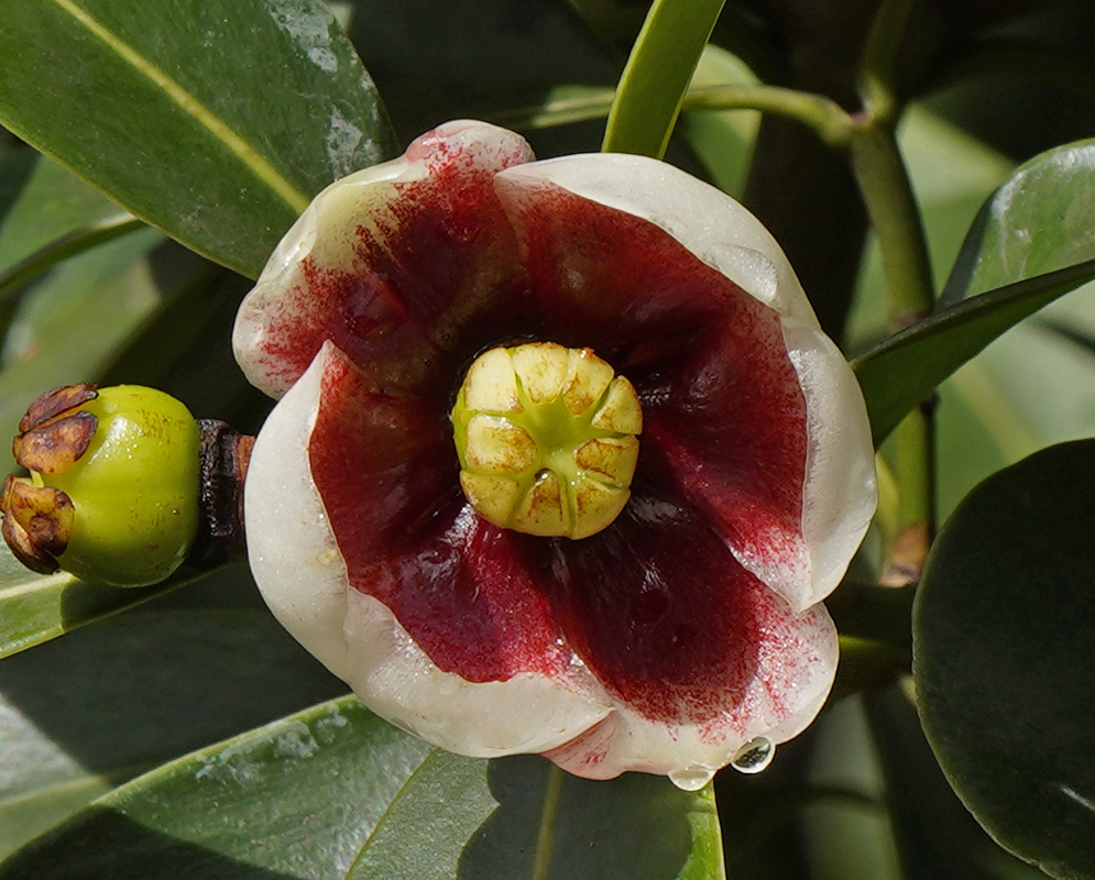 A white Clusia lanceolata flower with a red center and yellow stames dripping rain water