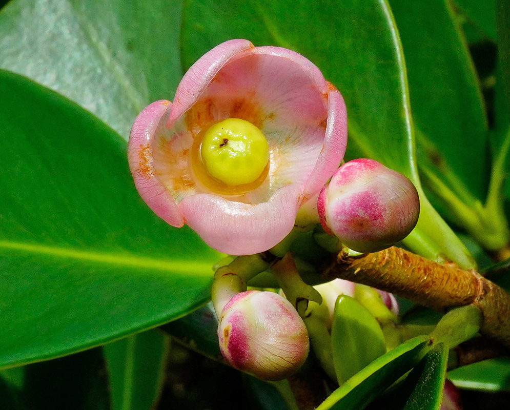 Clusia minor Pink Flower Clusia minor pink flower with rounded petals and a prominent yellow central disk surrounded by unopened buds