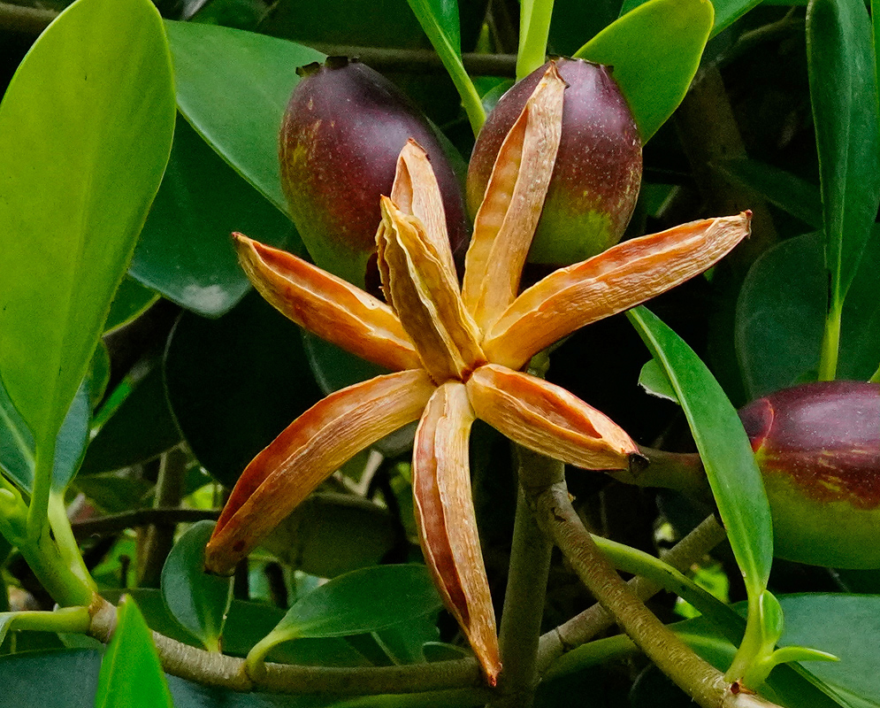 Dehiscent fruit capsule of Clusia multiflora, showing thick white valves spreading open to reveal vivid red seeds inside