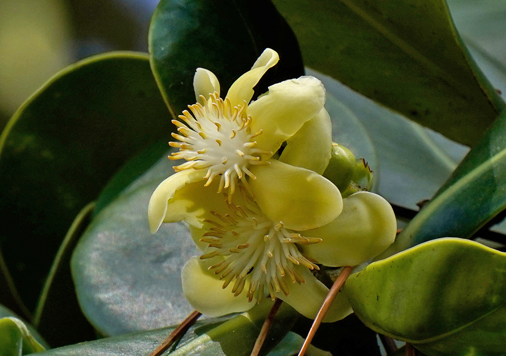 Creamy yellow flower of Clusia multiflora with numerous pale stamens radiating from the center, blooming against broad, leathery green leaves