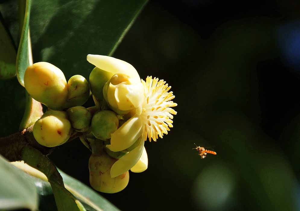 A cluster of Clusia multiflora flower buds with one open all yellow flower being approached by a flying bee