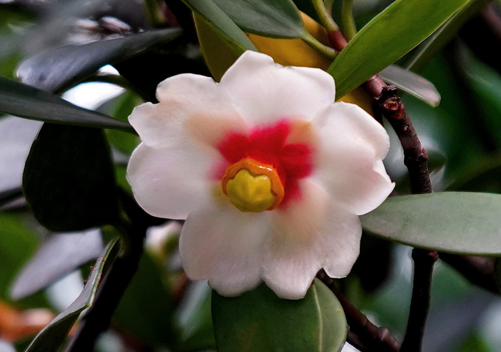 A pinkish white Clusia orthoneura flower with a red, orange and yellow center