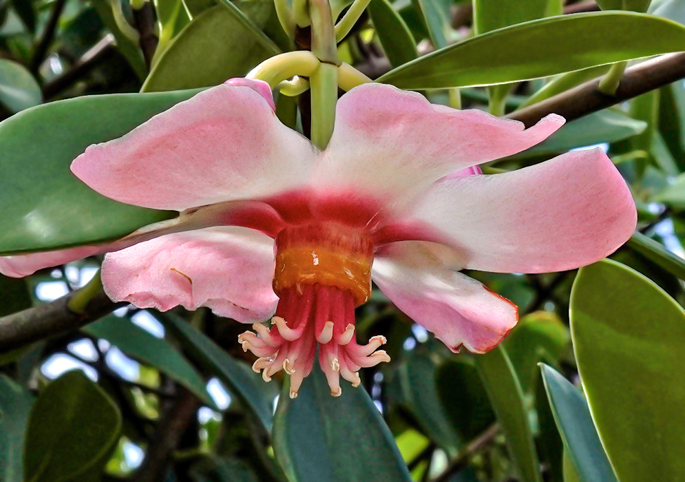 A white and pink Clusia octopetala flower with a red center a a yellow base with red filaments 