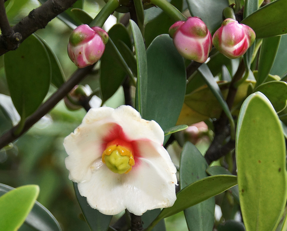 A white Clusia octopetala flower with a red center rising to yellow and the green