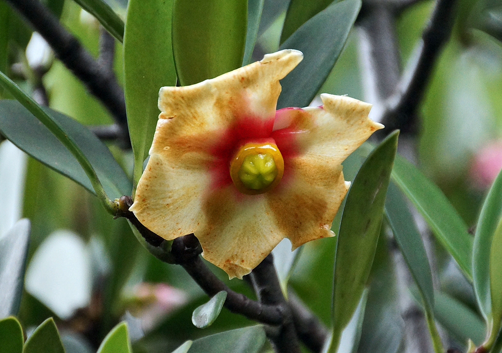 A fading Clusia octopetala flower with brown petals and red around the center