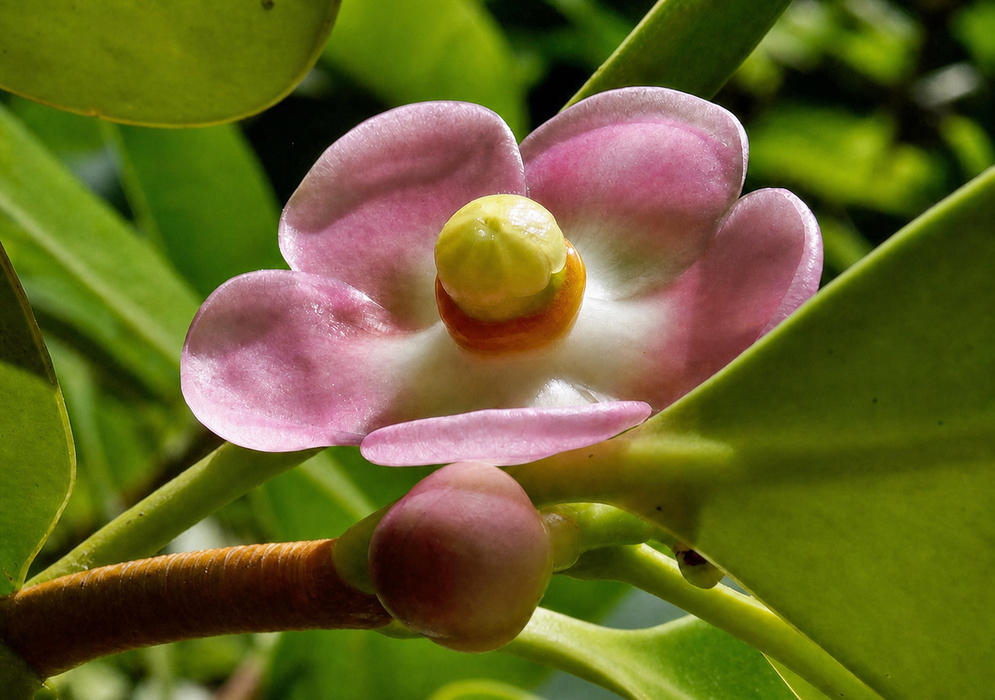 Pink and white Clusia rosea flower with a rounded green center among glossy tropical leaves